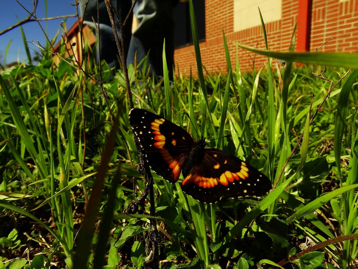 Bordered Patch Butterfly