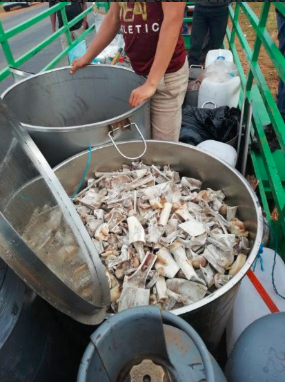 Lion bones seized by police at a farm.