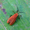 Red Net-winged Beetle, Golden Net-wing