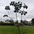 Pacific Madrone