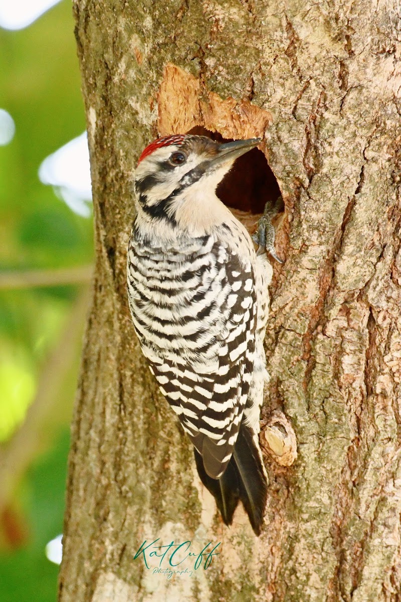 Ladder Back Wood Pecker