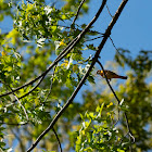 Baltimore Oriole