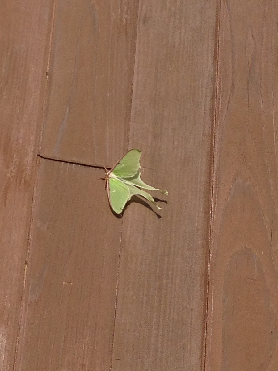 Luna Moth