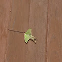 Luna Moth