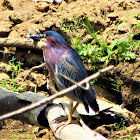 Green Heron