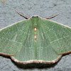 Emerald moth