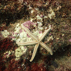 Blue Sea Star