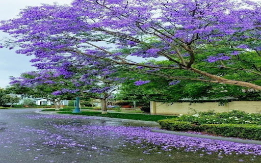 Purple Royal Poinciana Road wallpaper screenshot 1