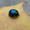 Steel-blue Ladybird