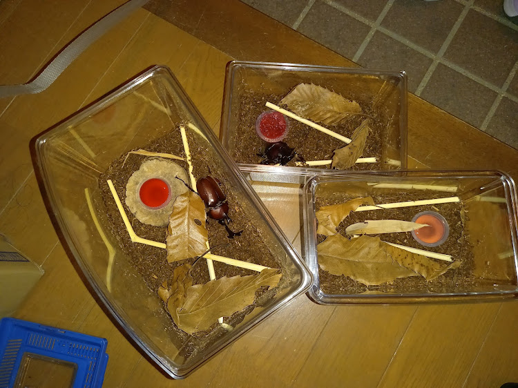 ヴォクシーのワクチン接種副作用・カブトムシとクワガタ・コスモスとコラボに関するカスタム事例の投稿画像5枚目