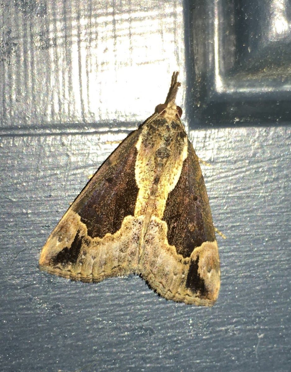 Baltimore Bomolocha Moth, male