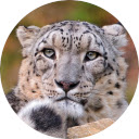 Snow Leopard Wallpaper New Tab Chrome extension download