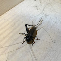 Field Cricket