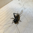 Field Cricket