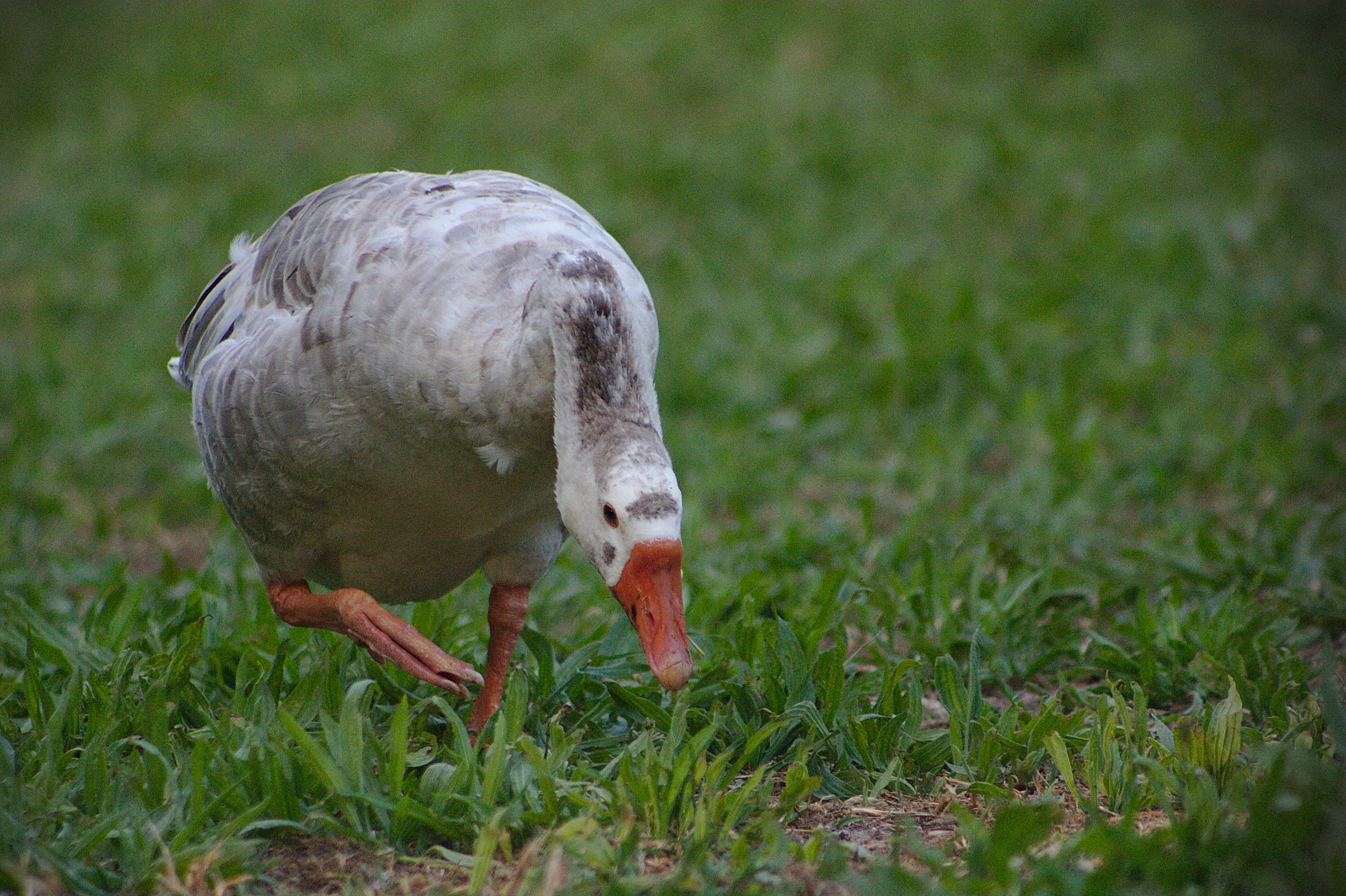 Un'oca  di arcagraphy