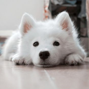 Puppy Muddle Puzzle Game Screenshots 1