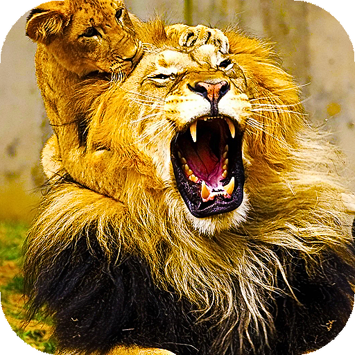 Lion Live Wallpaper Wallpapers Backgrounds Aplicații Pe