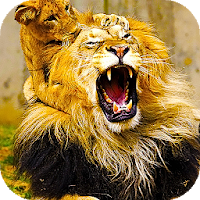 Lion Live Wallpaper Wallpapers  Backgrounds