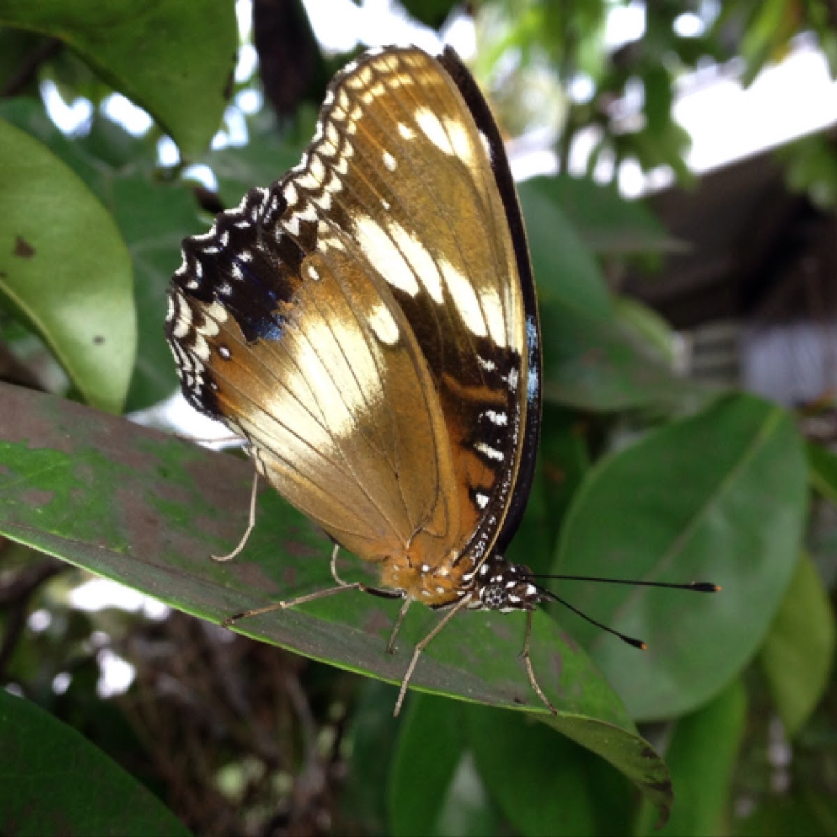 Great eggfly butterfly