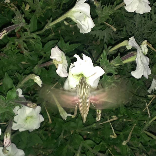 White-Lined Sphinx Moth