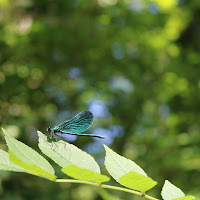 Libellula Blu di 