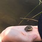 American Toad