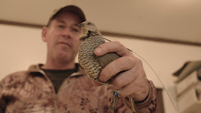 Quail: The Health of the Land thumbnail