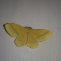 Yellow monkey moth