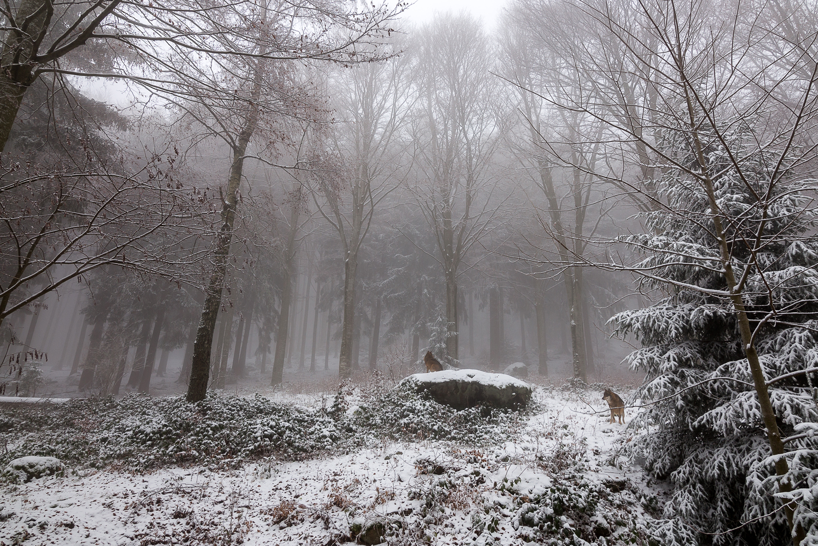 Lupi tra la nebbia e la neve della foresta. di davide.gennari