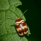 Case-bearing Leaf Beetle