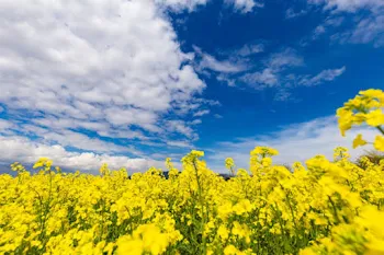 菜の花の花言葉＿＿