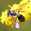 zebra bee