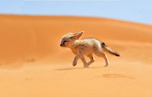 Fennec Fox HD Wallpaper New Tab Themes small promo image