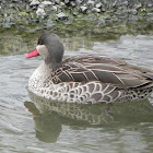 Red-Billed Pintail