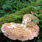 Dryad's Saddle