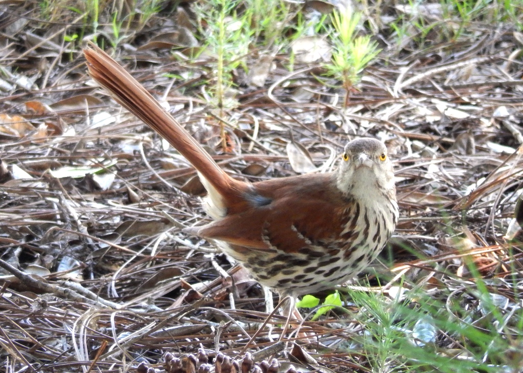 Brown Thrasher