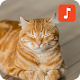 Download Cat Sound Effects For PC Windows and Mac 1.0.1