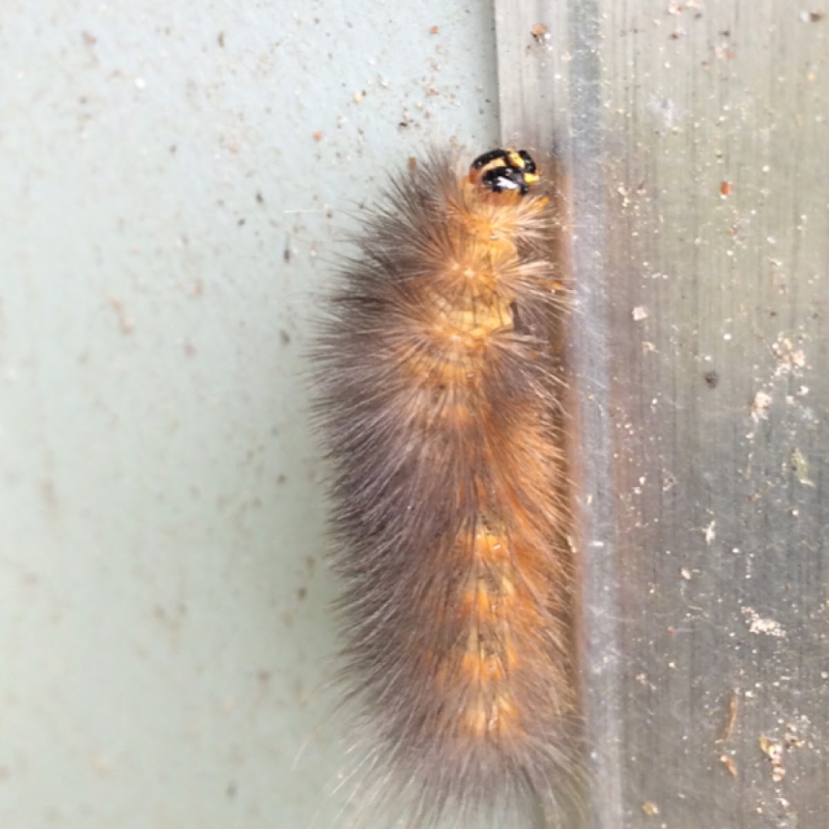 Salt marsh moth caterpillar