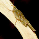 Pygmy Grasshopper