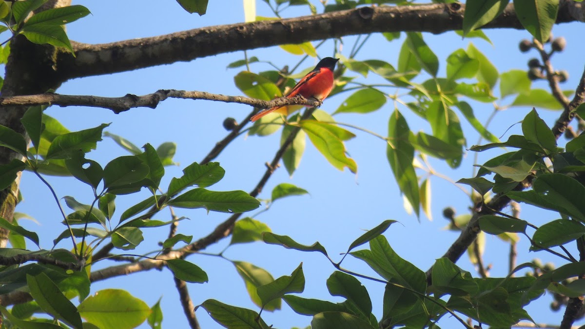 Scarlet minivet