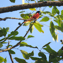 Scarlet minivet