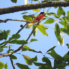 Scarlet minivet