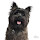 Cairn Terriers HD Wallpapers Dog Theme