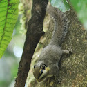 Black-Eared Pygmy Squirrel