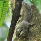 Black-Eared Pygmy Squirrel