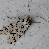 Polilla tigre - Tiger moth