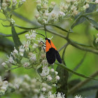 Black-and-yellow lichen moth