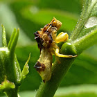 Jagged Ambush Bug