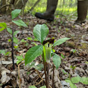 Jack-in-the-pulpit