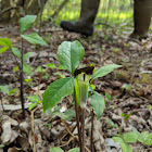 Jack-in-the-pulpit